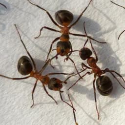 Ant Control