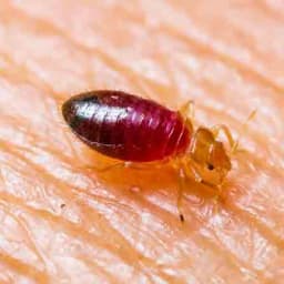 Bed Bug Control