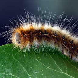 Caterpiller Pest Control