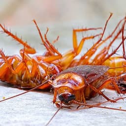 Cockroach Control