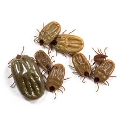 Flea & Tick Pest Control