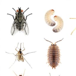 General Pest Control