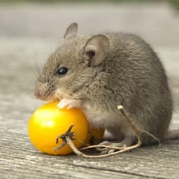 Rodent Treatment